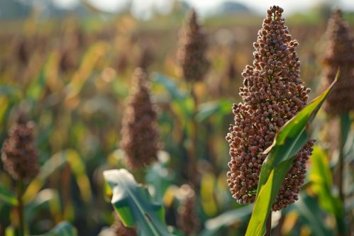 秋收时节的高粱 金黄如火，丰收的希望