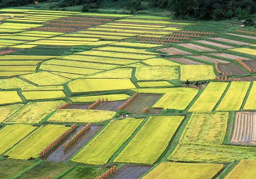 新人心语 | 以作物为导向分析市场，以客户为中心推进营销