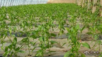 当农作物“喝中药” 甘肃探索植物源农药保障舌尖安全