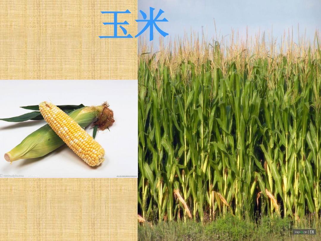 金秋丰收 农作物与水果的华彩乐章