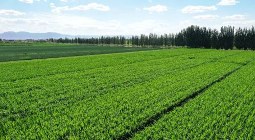 执生态之笔 绘青绿画卷——甘肃金昌农业的可持续发展之路