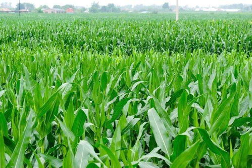 大田作物长势喜人，蔬菜产业绘就丰收画卷