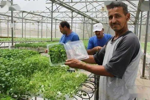 以色列农业产业领先全球的七大秘诀 揭秘水果种植的创新之路