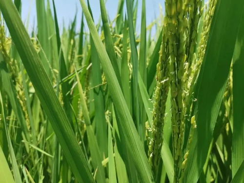 咪鲜胺 不止于炭疽病克星，解锁果树种植中的宝藏功能