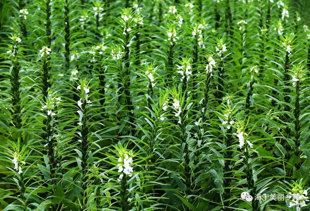 【上照时间】这些漂亮的农作物，你认识吗？