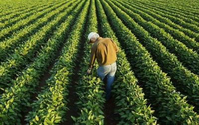 从泥土到餐桌 一位台湾农民的绿色创业梦