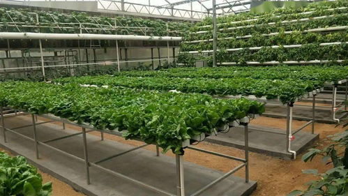 无土栽培 健康之选还是风险之虞？