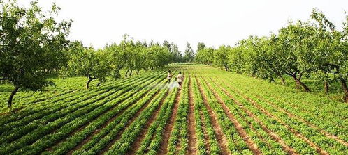春节后迎种植热潮，三大蔬菜作物市场前景广阔