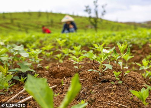 春日沃野耕作勤 特色果品种植忙——记特色农作物春季管理新气象