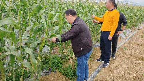 惠州市农业部门发布蔬菜防寒技术指南 多措并举保障冬季农业生产